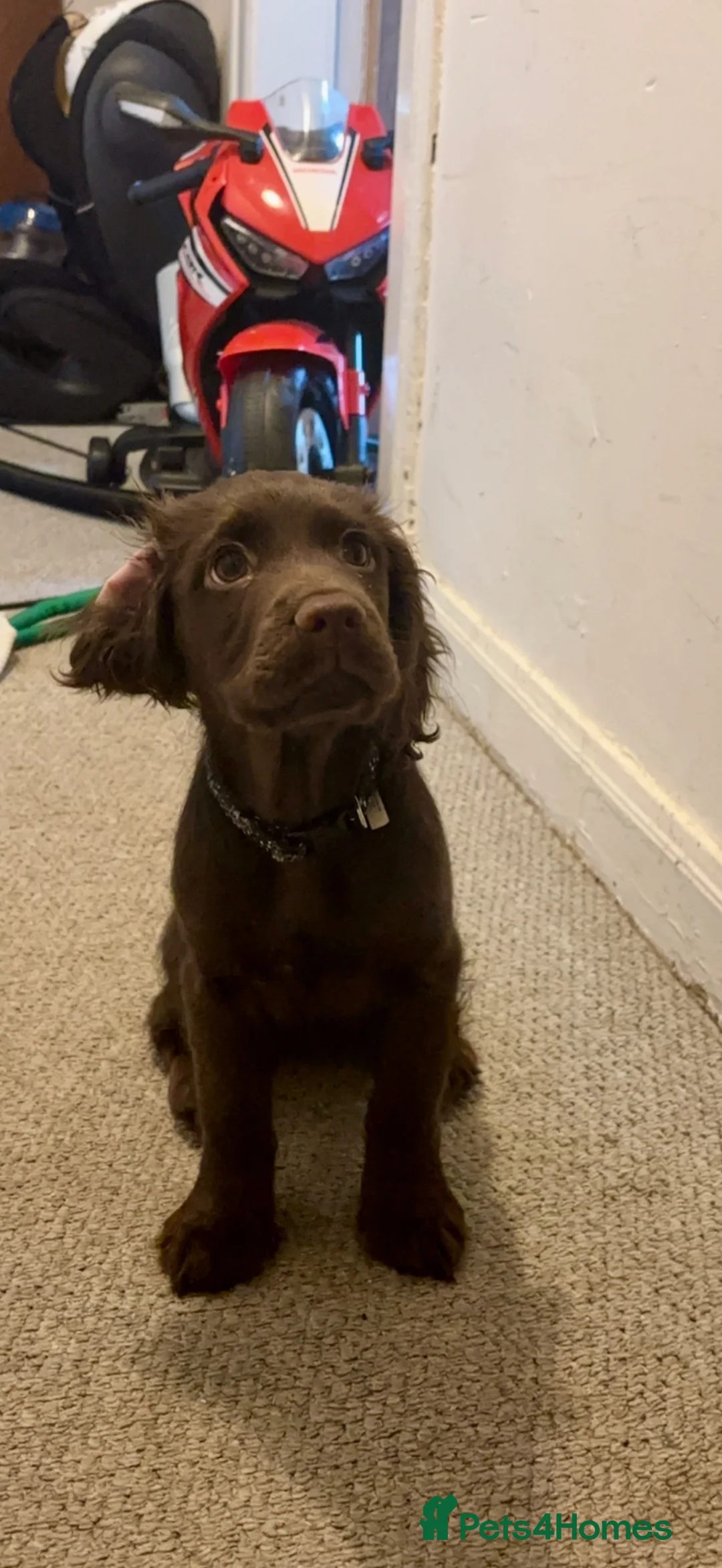 Cocker Spaniel dogs for adoption: Nova English cocker spaniel 6 months old girl. - Advert 1