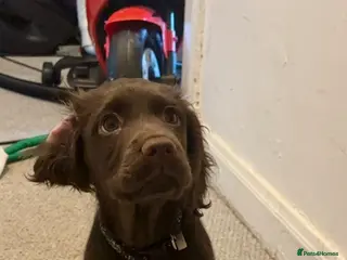 Cocker Spaniel dogs Nova English cocker spaniel 6 months old girl. - Advert 1