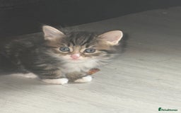 Norwegian Forest Cat cats for sale: Fluffy bundles of joy ready now  - Image 11