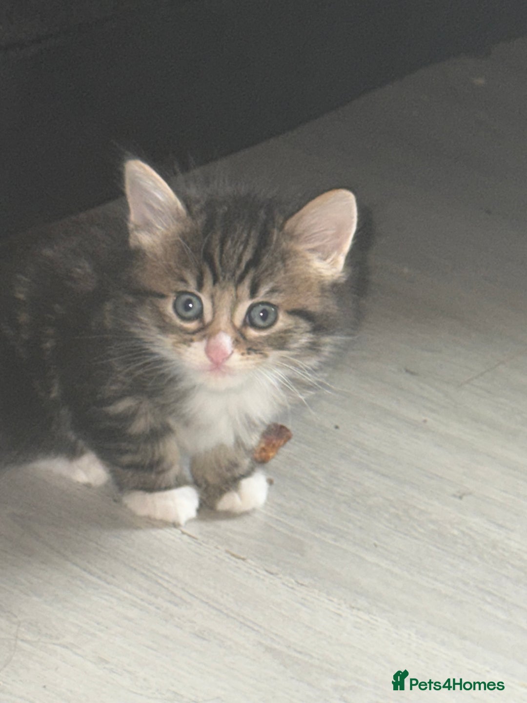 Norwegian Forest Cat cats for sale: Fluffy bundles of joy ready now  - Image 11