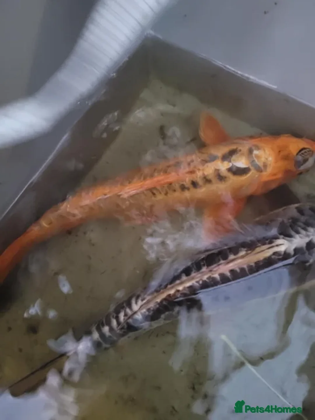 Koi Carp fish for sale: 2 x large koi - Advert 3