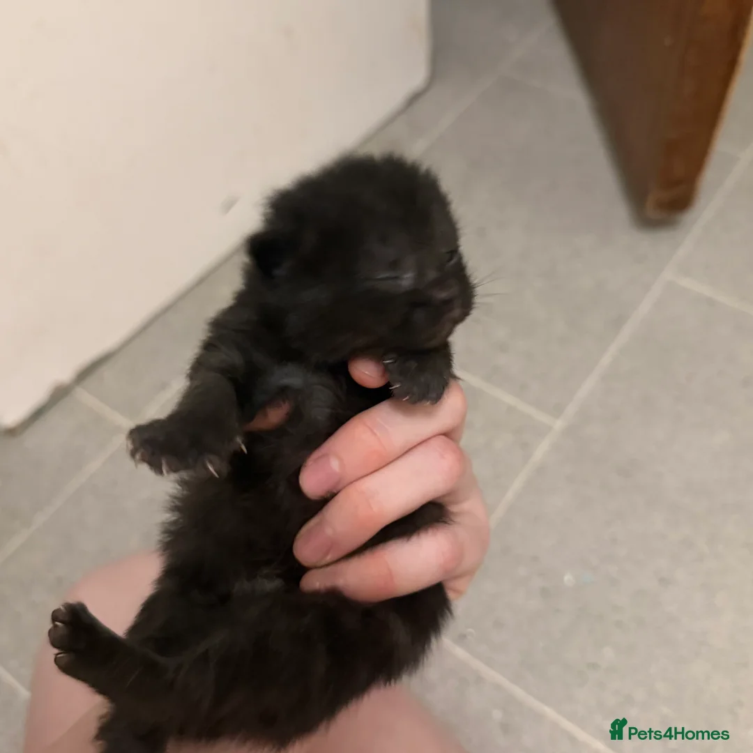 Domestic Shorthair cats for sale: Kittens  in Lincoln - Advert 6