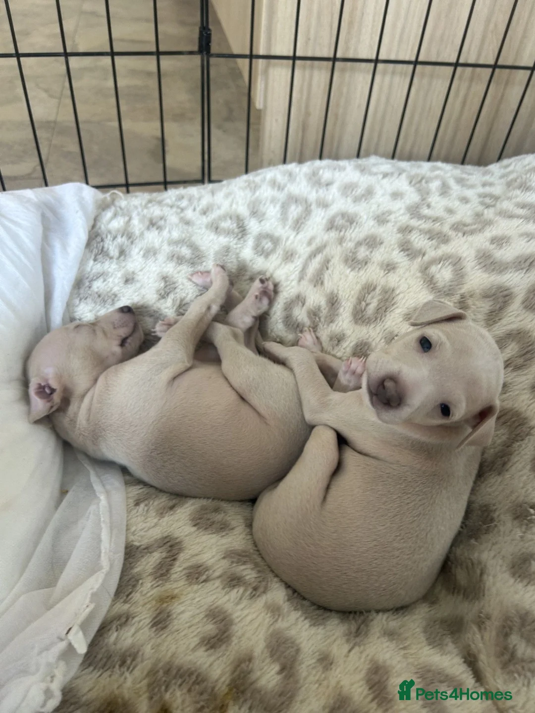 Italian Greyhound dogs for sale: Italian Greyhound puppy 1  - Advert 7