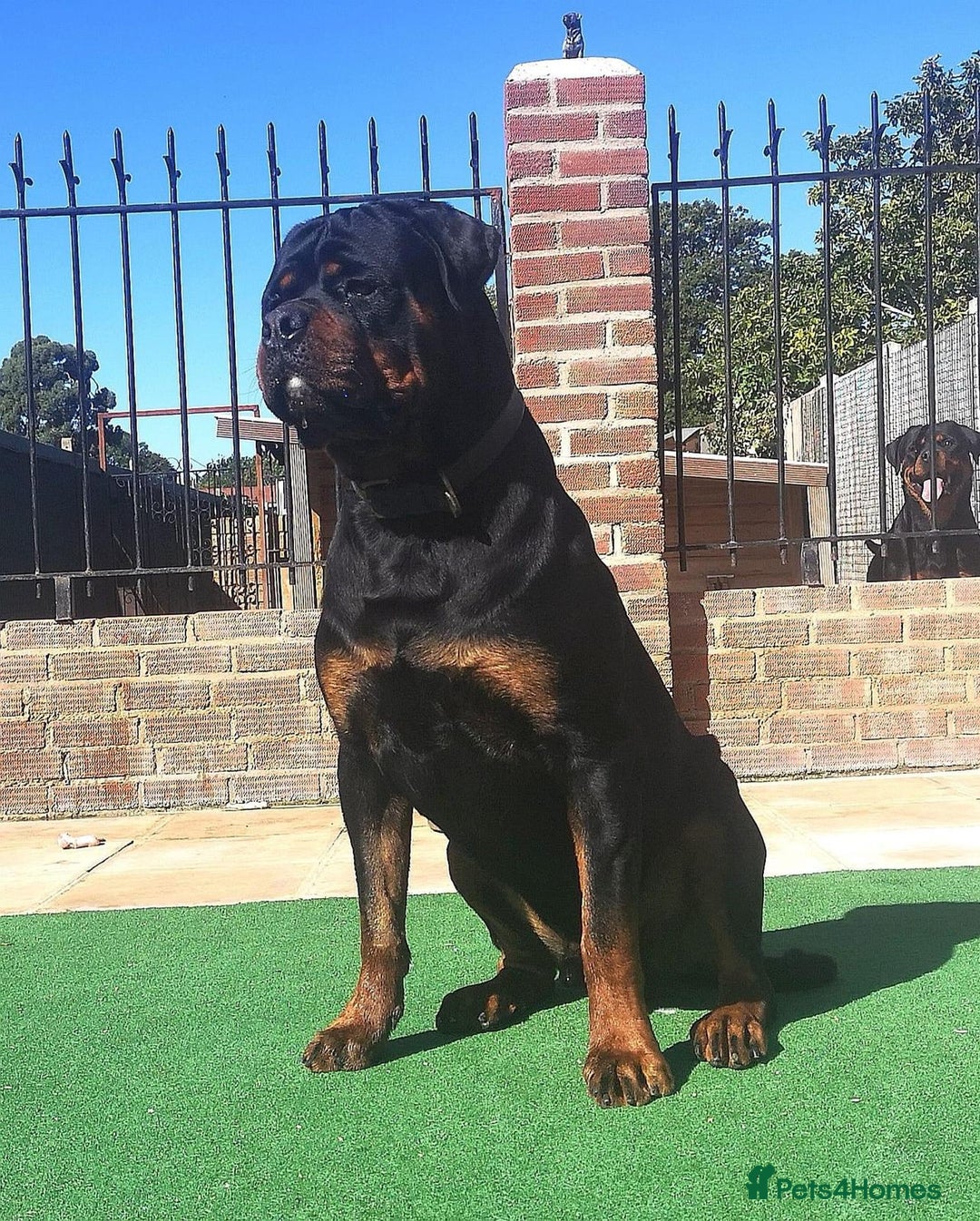 Rottweiler dogs for sale: Rottweiler  - Image 14