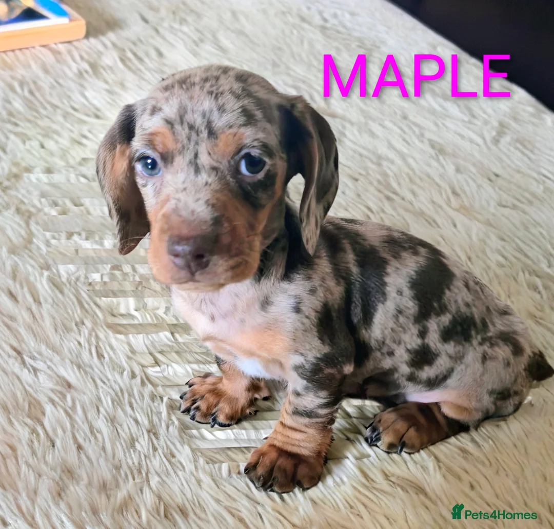 Miniature Dachshund dogs for sale: Adorable Mini Dachshund pups,KC Reg, DNA Tested in Poole - Advert 4
