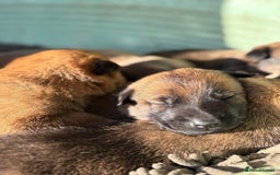 Belgian Shepherd Dog dogs for sale: Beautiful Belgian Malinois Puppies  - Image 3