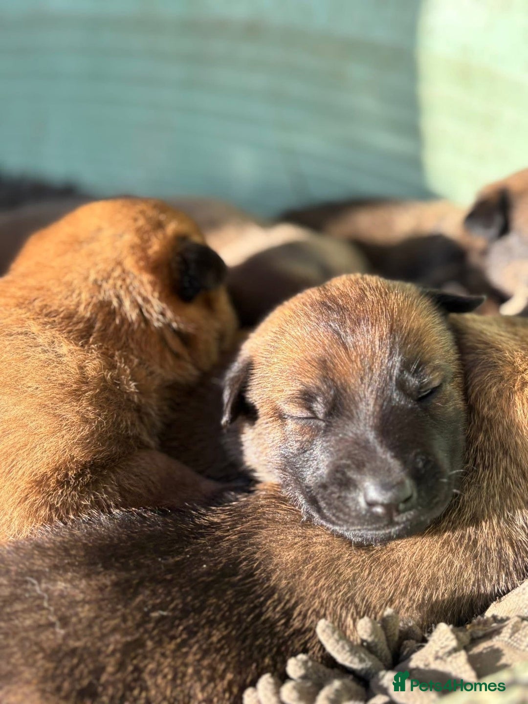 Belgian Shepherd Dog dogs for sale: Beautiful Belgian Malinois Puppies  - Image 3
