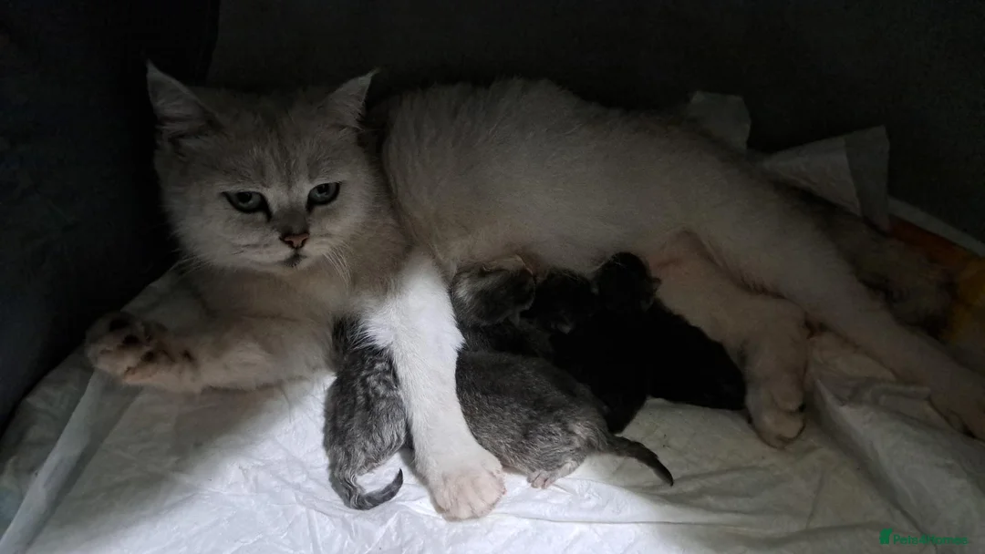 British Longhair cats for sale: Mr Lush and Mr Boba purebreed BLH Kittens  - Advert 2
