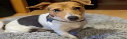 Jack Russell dogs for stud: Proven Jack Russell Stud - Advert 6