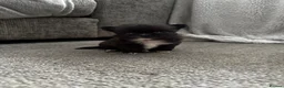 Chihuahua dogs for sale: Beautiful litter of long coat kc reg chihuahuas in Stockport - Advert 6