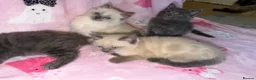 Mixed Breed cats for sale: Ragdoll cross gorgeous kittens  - Advert 4