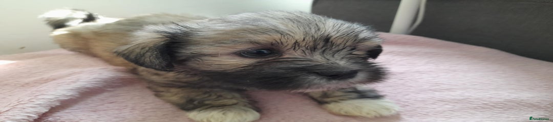 Mixed Breed Puppy 1