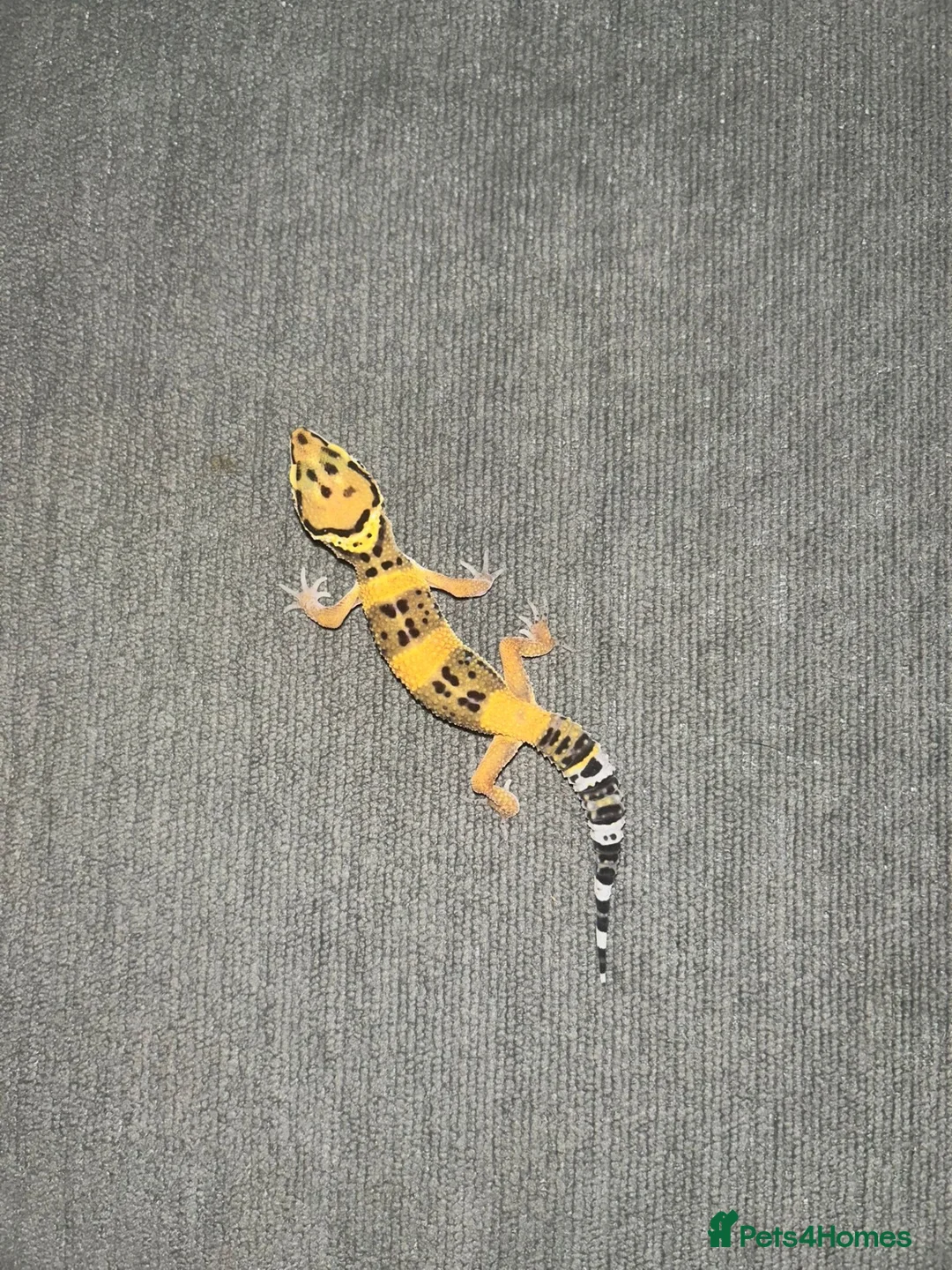 Leopard Gecko reptiles for sale: Leopard Geckos  - Advert 5