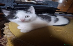 Mixed Breed cats for sale: gorgeous kittens looking for their forever homes! - Image 2