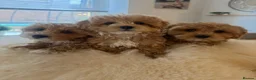 Cavapoochon dogs for stud: 🐾 Cavapoochon stud available – JAX 🐾 - Advert 6