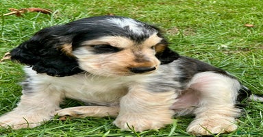 Cocker Spaniel dogs - Advert 2
