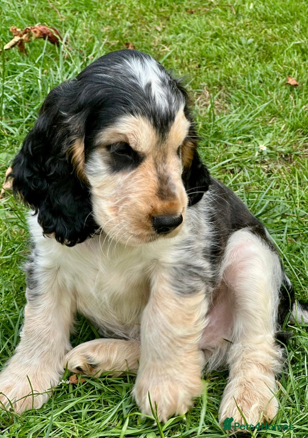 Cocker Spaniel dogs for sale: 4 Beautiful Puppies. KC Sable Show Cocker Puppies  - Image 5