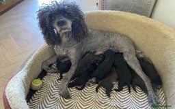 Mixed Breed dogs for sale: Gorgeous Cockapoo/Jackapoo Puppies - Image 15