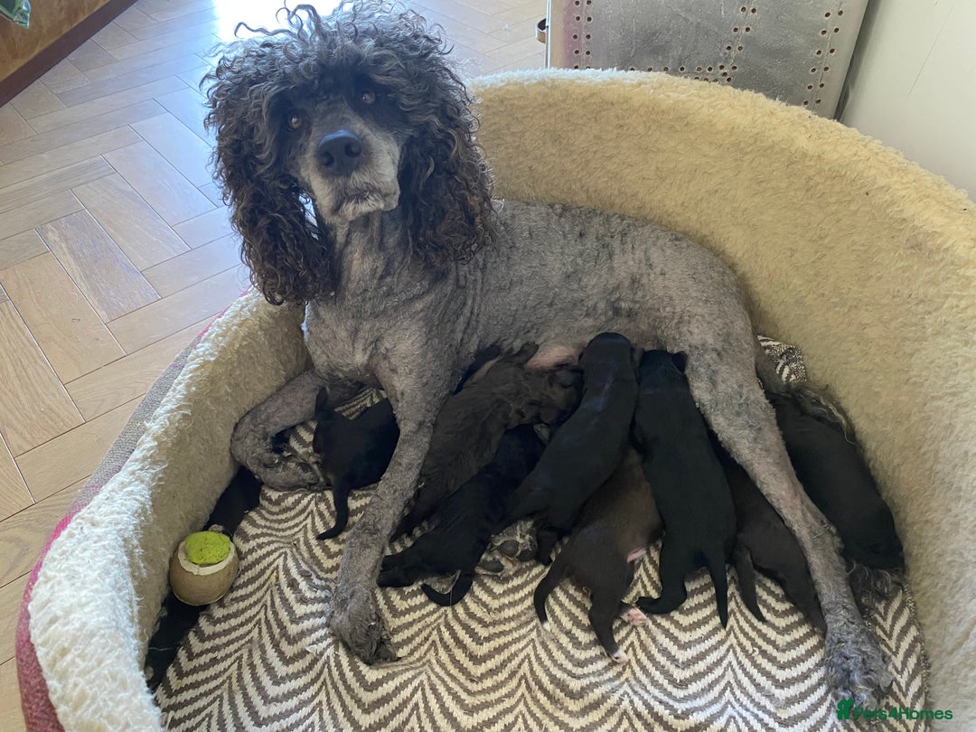 Mixed Breed dogs for sale: Gorgeous Cockapoo/Jackapoo Puppies - Image 15