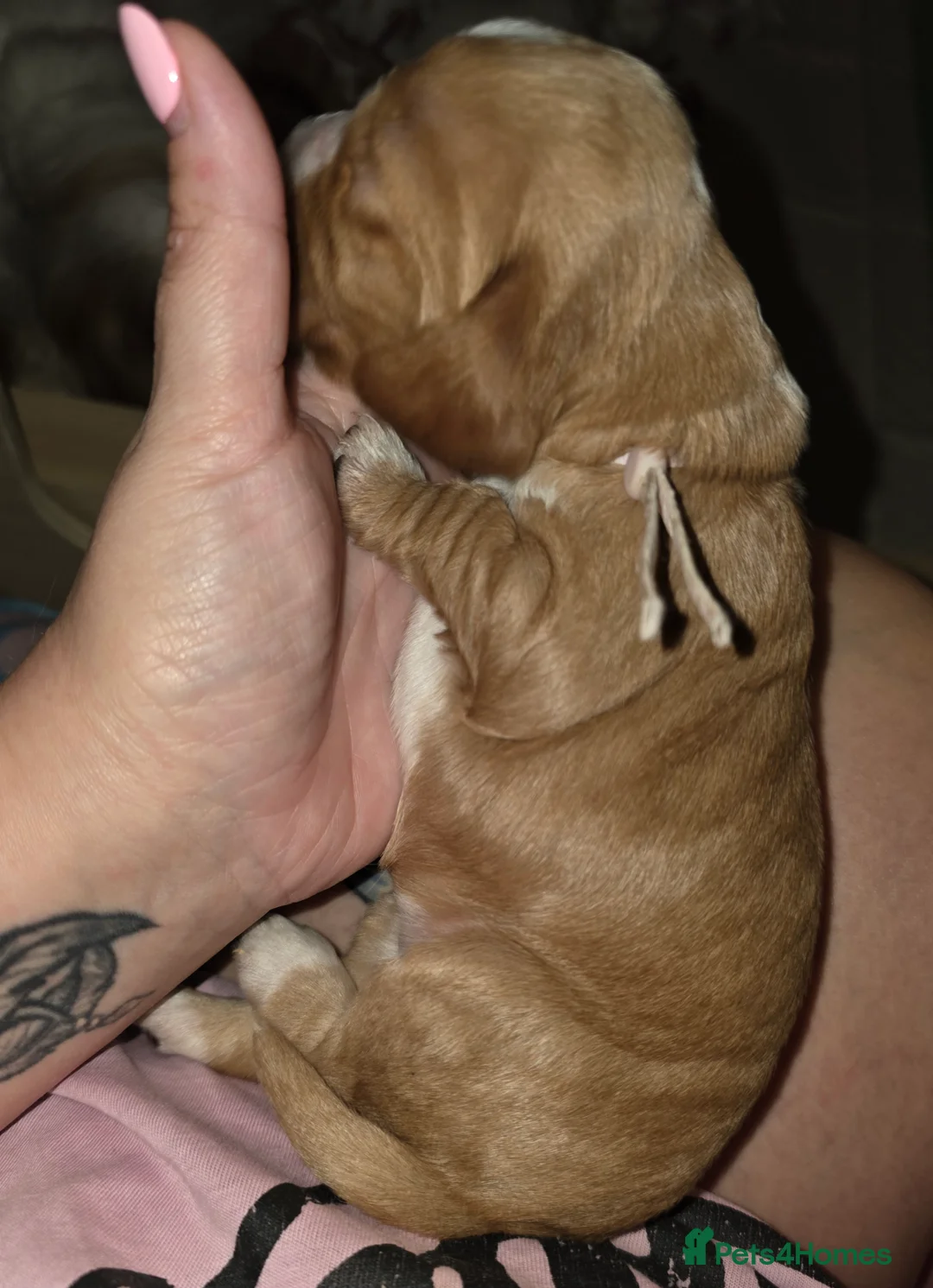 Cocker Spaniel dogs for sale: KC Registered Show cocker spaniel  - Advert 37