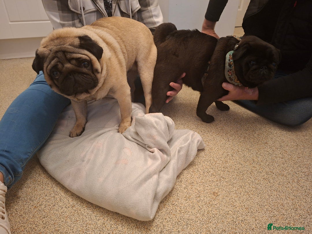 Pug dogs for stud: Ernie the fawn stud  in Ebbw Vale - Advert 11
