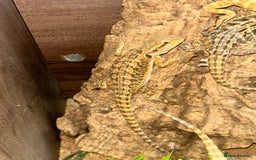 Bearded Dragon reptiles for sale: baby bearded dragons  - Image 3