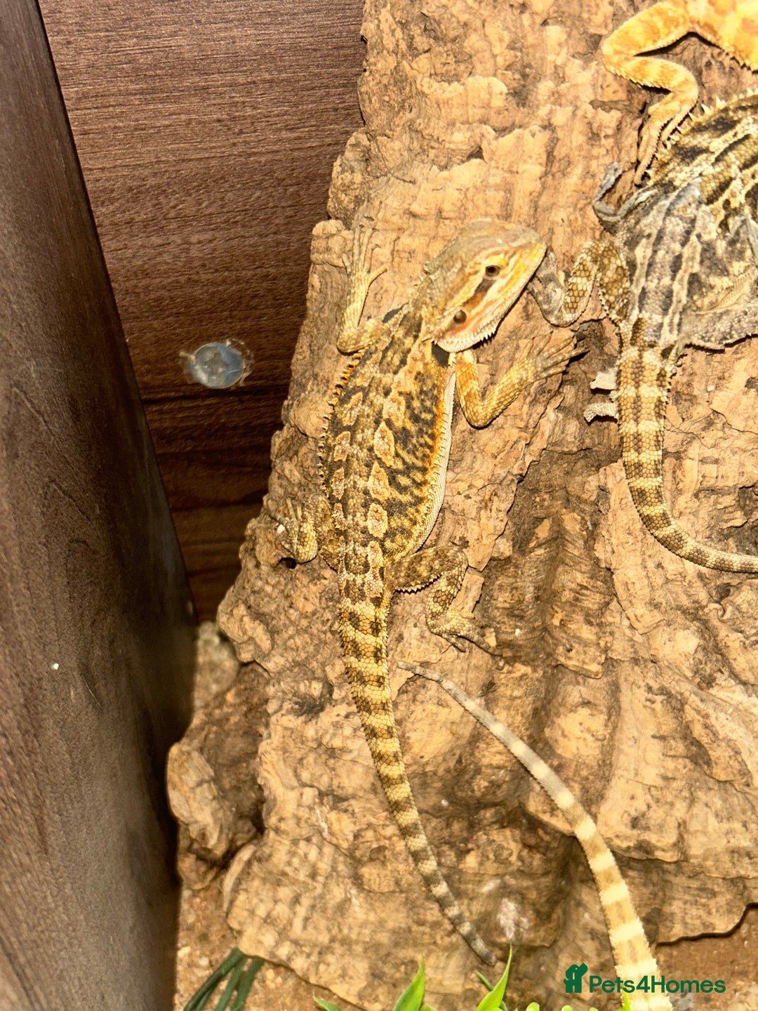 Bearded Dragon reptiles for sale: baby bearded dragons  - Image 3