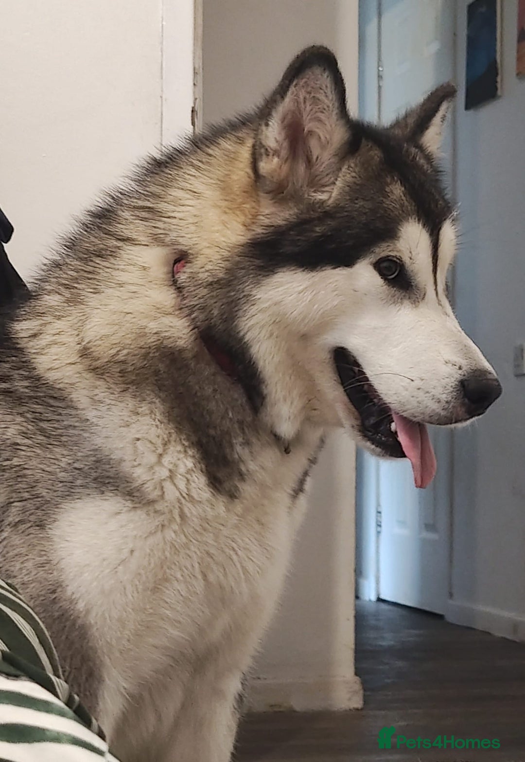 Alaskan Malamute dogs for sale: 🌟Beautiful pure malamutes💯 - Image 11
