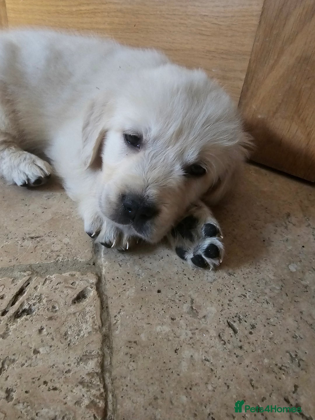 Golden Retriever dogs for sale: Extensively Health Tested English Cream Puppies - Advert 23