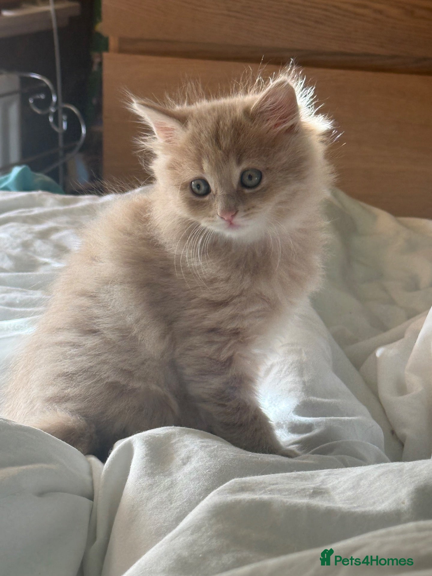 Mixed Breed cats Beautiful kittens available  - Advert 1
