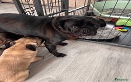 Pug dogs for sale: Puppies - Image 14