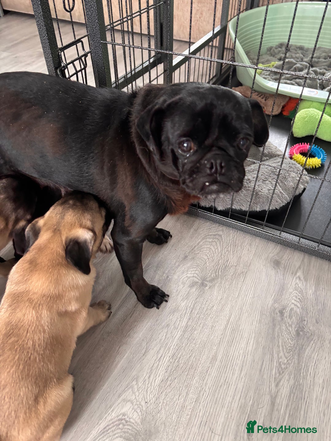 Pug dogs for sale: Puppies - Image 14
