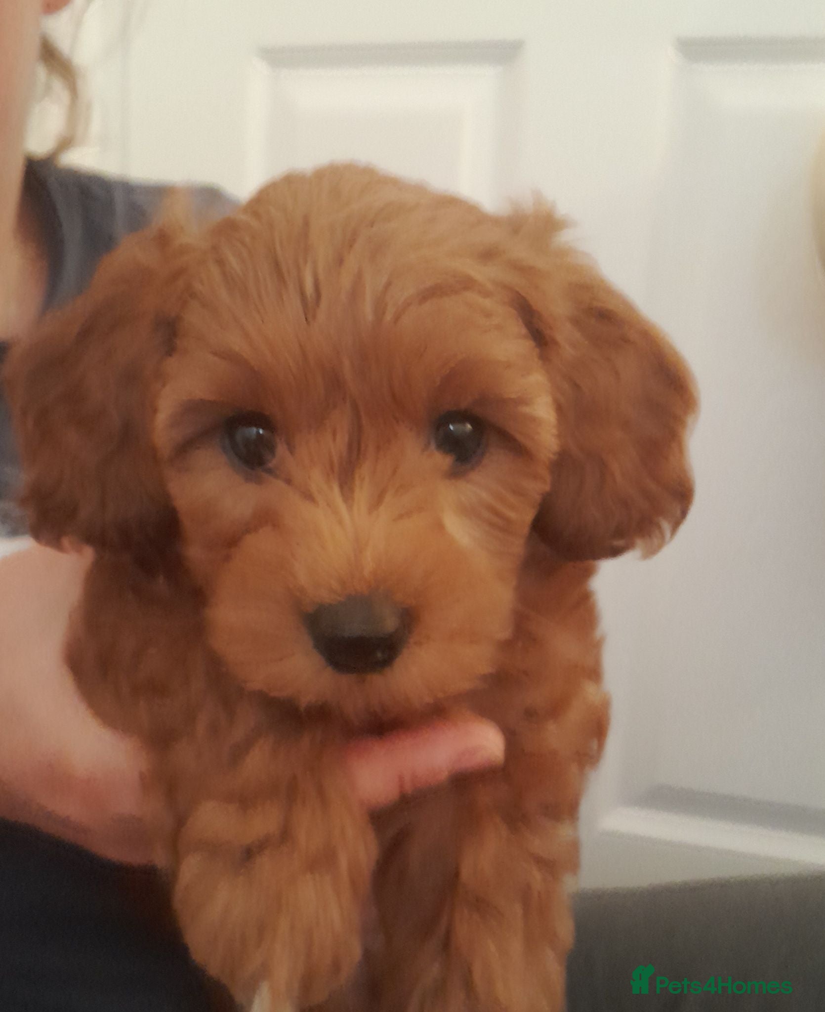 Cavapoo dogs Gorgeous cavapoo girl - Advert 2