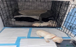 Labrador Retriever dogs for sale: Equal parts adventure and sofa buddies (Labradors) - Image 33