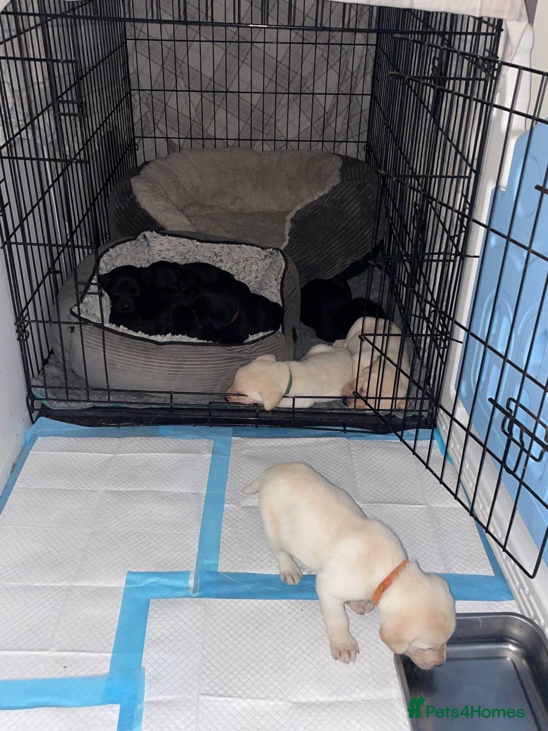 Labrador Retriever dogs for sale: Equal parts adventure and sofa buddies (Labradors) - Image 33