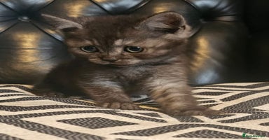 Scottish Fold cats - Advert 2