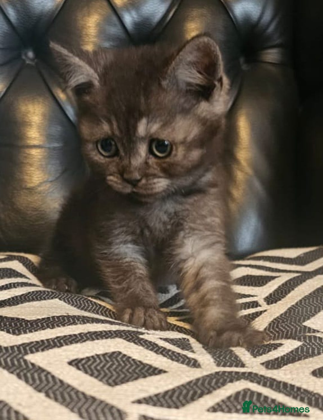 Scottish Fold cats for sale: Beautiful Scottish fold/straight kittens  - Image 2