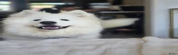 Samoyed dogs for sale: Female Samoyed looking for home - Advert 5