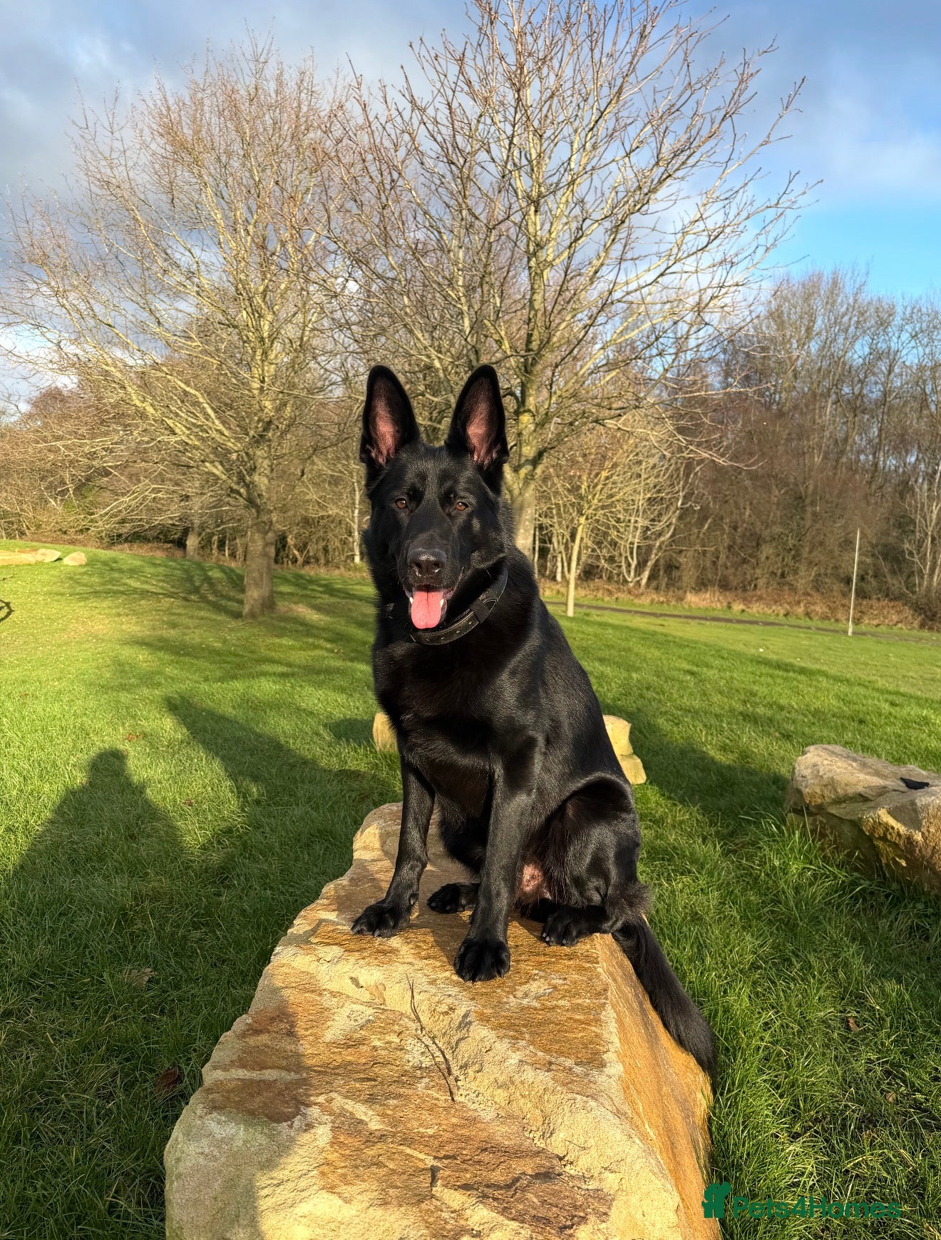 German Shepherd dogs Black German Shepherd stud - Advert 13