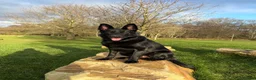 German Shepherd dogs for stud: Black German Shepherd stud - Advert 1