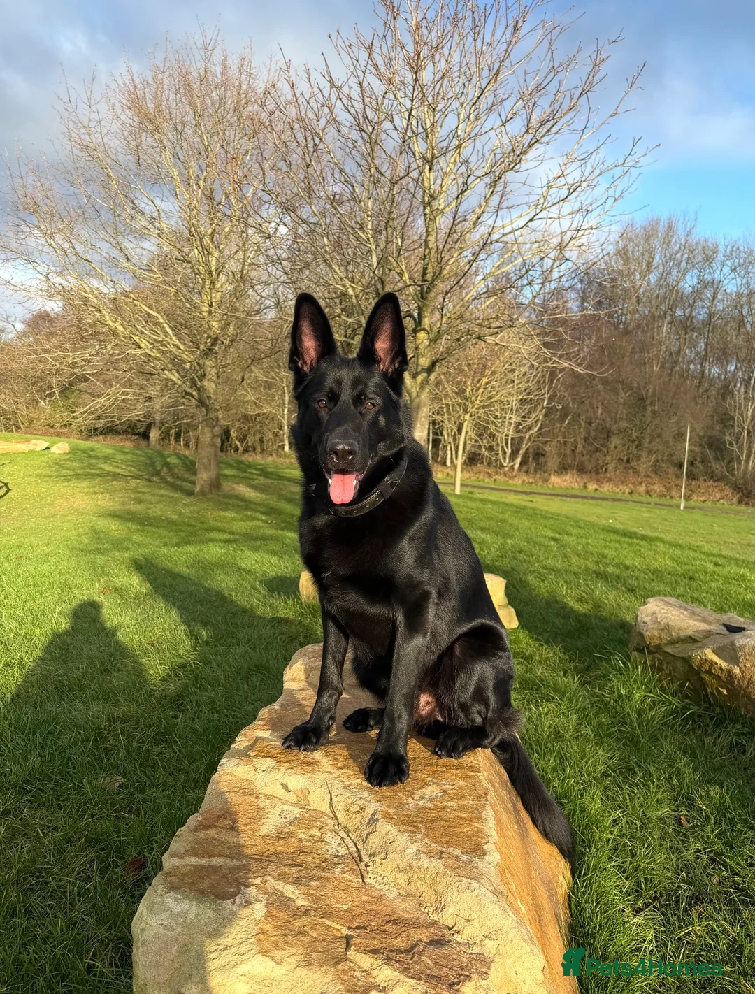 German Shepherd dogs for stud: Black German Shepherd stud - Advert 1
