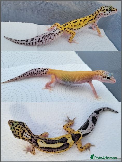 Leopard Gecko reptiles Baby Leopard Geckos - Advert 3