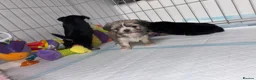 Mixed Breed dogs for sale: Tiny Malchi puppies - Advert 12