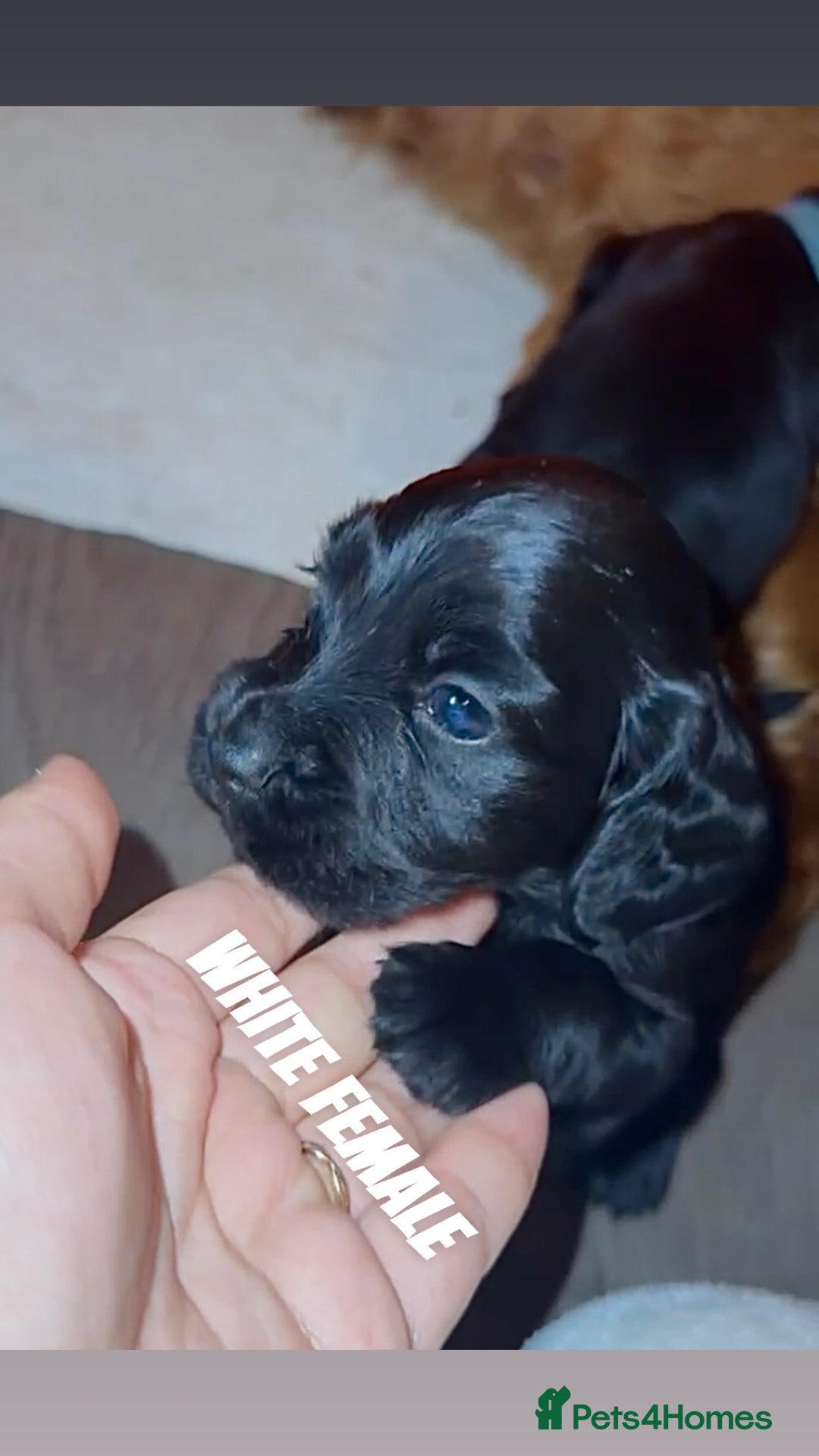 Cocker Spaniel dogs for sale: COCKER SPANIEL PUPPIES  - Image 8