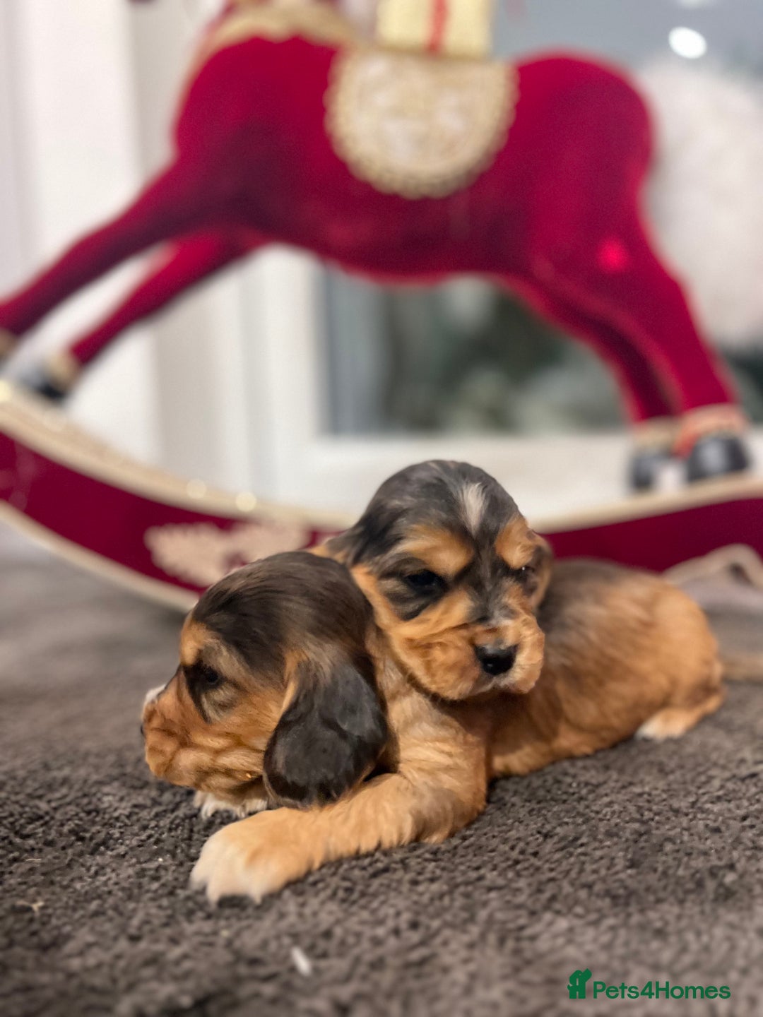 Cocker Spaniel dogs for sale: Show type Cocker spaniel puppies  - Advert 8