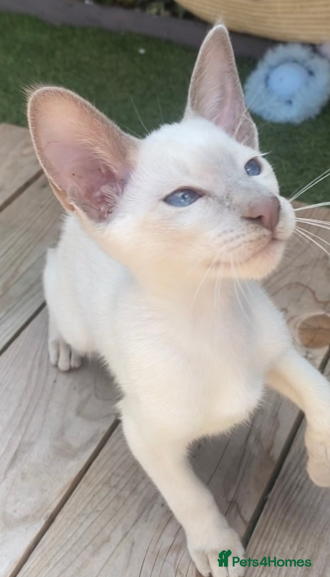 Siamese cats for sale: Siamese/oriental  - Image 4