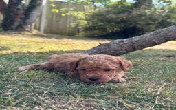 Miniature Poodle dogs for sale: DNA Health tested.Miniature KC Poodle Puppies - Image 13