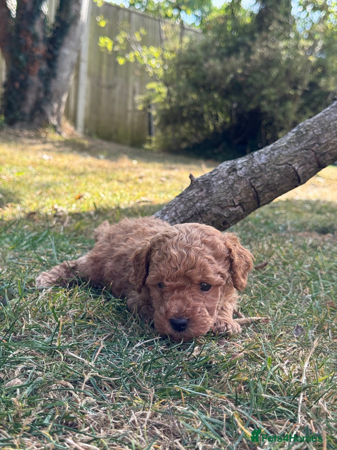 Miniature Poodle dogs for sale: DNA Health tested.Miniature KC Poodle Puppies - Image 13