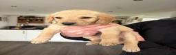 Mixed Breed dogs for sale: ONLY 2 LEFT Double Doodle Puppies (Cockadoodles) - Advert 3