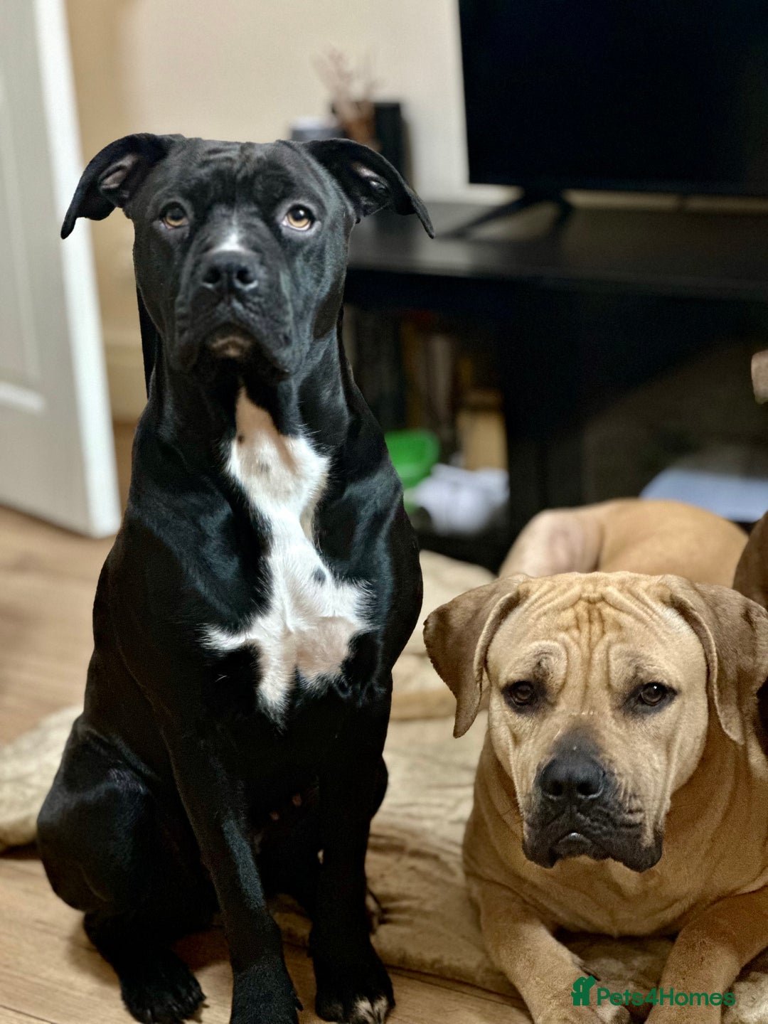 Cane Corso dogs for sale: Cane Corso Puppies for Sale - Image 16